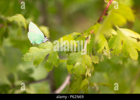 Gossamer-winged Butterfly in the morning. Stock Photo