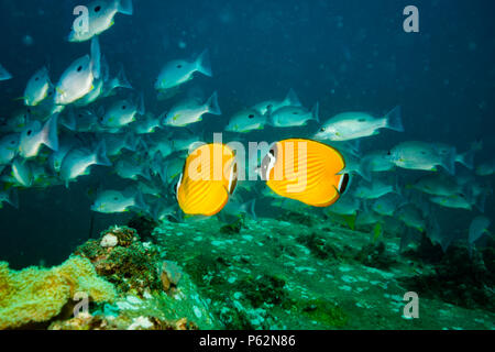 Butterflyfish on a reef near Kot Tao island Stock Photo