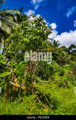 The jungle of Koh Samui in spring Stock Photo