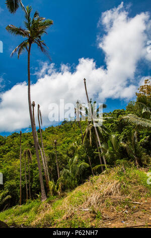 The jungle of Koh Samui in spring Stock Photo