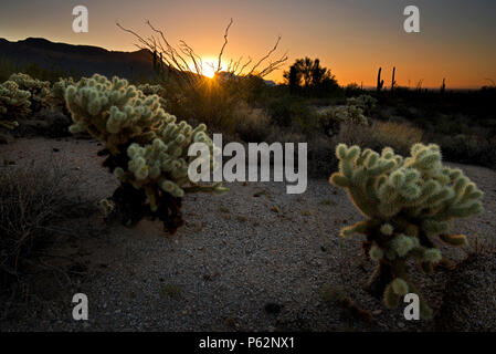 Sunrise over the Sonoran Desert at Usery Mountain Regional Park in Mesa, Arizona. Stock Photo