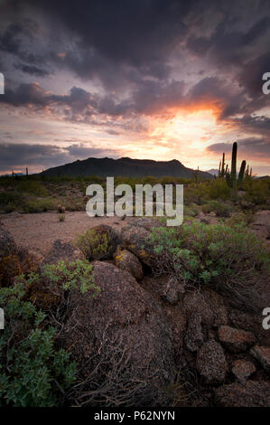 Sunrise over the Sonoran Desert at Usery Mountain Regional Park in Mesa, Arizona. Stock Photo