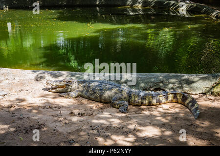 Crocodile Farm - Picture of Ko Samui, Surat Thani Province