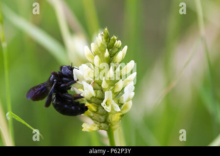 Xylocopa violacea, the violet carpenter bee