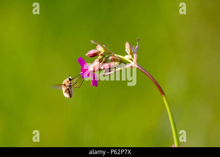 Bee - bombylius major on green background. Pollinate flower. Bee with long proboscis flies on flower