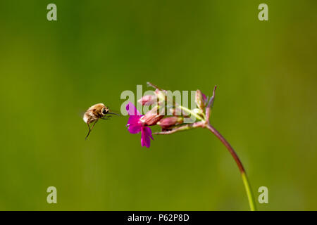 Bee - bombylius major on green background. Pollinate flower. Bee with long proboscis flies on flower
