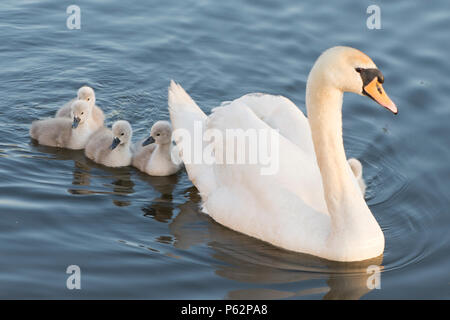 Mute Swan mother with babies, cygnets, swimming with babies around her, Cygnus olor, River Ant, Norfolk Broads, UK, May Stock Photo