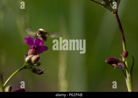 Bee - bombylius major on green background. Pollinate flower. Bee with long proboscis flies on flower