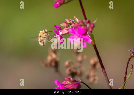 Bee - bombylius major on green background. Pollinate flower. Bee with long proboscis flies on flower