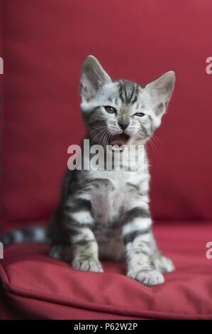 Bengal Kitten Stock Photo