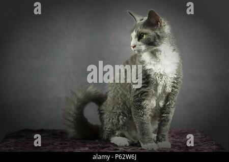sitting Devon Rex Stock Photo