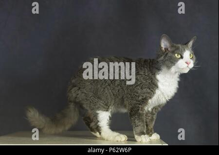 Devon Rex Stock Photo