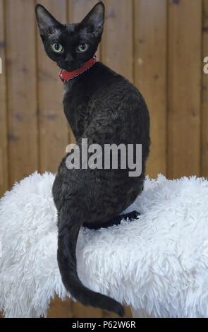 sitting Devon Rex Stock Photo