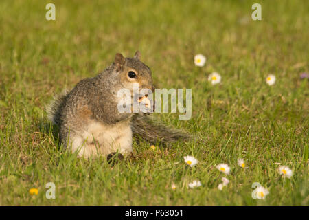 Grey squirrel, Sciurus carolinensis, on ground in daisies eating an acorn held in it's paws, Norfolk, UK, May Stock Photo