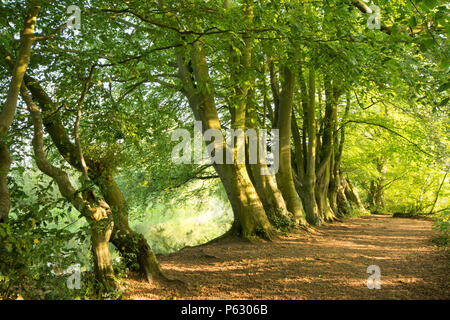 Row of Common Beech trees, Fagus sylvatica, beside the canal on the River Bure at Coltishall, Norfolk, UK, May Stock Photo