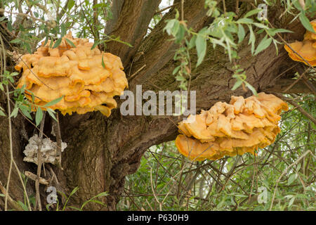 Chicken of the Woods, Sulphur Polypore, Laetiporus sulphureus, growing on Willow, May, Norfolk, UK. Stock Photo