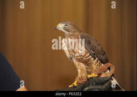 Costa, the Broad Winged Hawk, perches on the hand of its handler, Alejandra Palacio, Alabama 4-H Science School environmental educational instructor during the Birds of Prey demonstration April 8, 2016, at Maxwell Air Force Base, Alabama. (U.S. Air Force photo by Airman 1st Class Alexa Culbert) Stock Photo