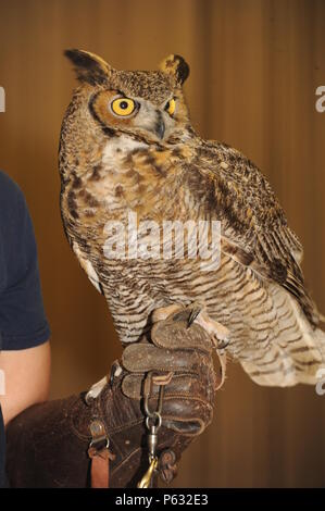 Catalina, the Great Horned Owl, rests on the hand of her handler, Alejandra Palacio, Alabama 4-H Science School educational instructor, during the Birds of Prey demonstration April 8, 2016, at Maxwell Air Force Base, Alabama. The students received a close-up look of the birds, while also learning about their habitat. (U.S. Air Force photo by Airman 1st Class Alexa Culbert) Stock Photo