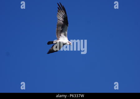 Osprey in flight looks for fish in a pond below, for food. Stock Photo