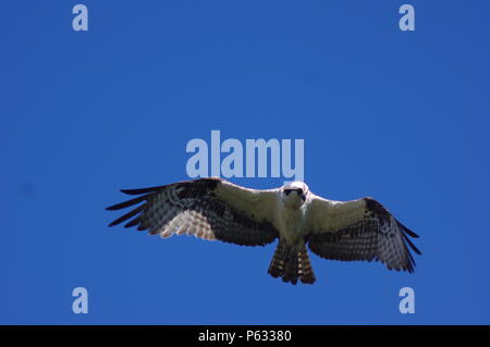 Osprey in flight looks for fish in a pond below, for food. Stock Photo