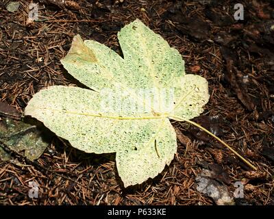 Fallen maple leaf covered with big rain drops. Leaf on the needles ground after rain Stock Photo