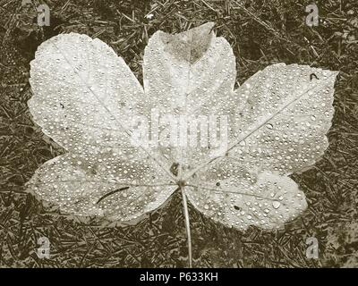 Detail of shinning rain drops fallen on broken maple leaf. Reflection in each drop Stock Photo