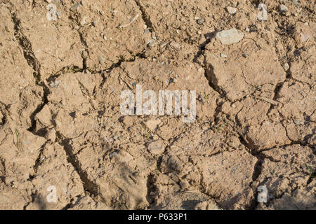 Deep cracks in water parched soil of cropped area - for climate change, drought crop failure, crop losses, heatwave concept, heatwave crops. Stock Photo
