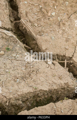 Deep cracks in water parched soil of cropped area. For drought in UK, crop failure, crop losses, famine, heatwave concept, heatwave crops water crisis Stock Photo