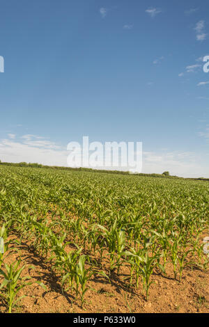 Young maize corn / Sweetcorn / Zea mays crop growing in field with blue summer sky. Growing sweetcorn in the UK, food growing in the field. Stock Photo