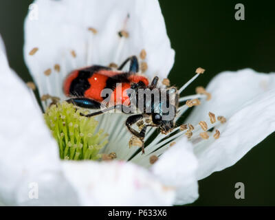 Colorful checkered beetle (Trichodes apiarius, Cleridae) sitting in a flower Stock Photo