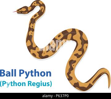 Realistic Ball Python snake in vector art design, top view Stock Vector