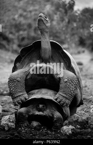 The GIANT TORTOISE (Geochelone elephantopus) begins mating at 40 years