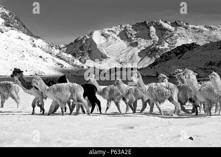 A herd of snow dusted ALPACAS pass by LAGUNA JATUN PUCACOCHA - AUZANGATE TREK, PERUVIAN ANDES Stock Photo