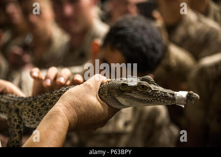 A baby crocodile is presented to Marines with 1st Battalion, 1st Marine Regiment, Marine Rotational Force – Darwin, during a reception, staging, onward movement and integration brief at Robertson Barracks, Darwin, Australia, April 20, 2016. The RSO&I program is designed for MRF-D as the first critical step in establishing situational awareness for all Marines and their planned training during their deployment in Australia. All Marines are required to attend this comprehensive program in order to ensure that foundations of interoperability, safety, and effective training are established. (U.S.  Stock Photo