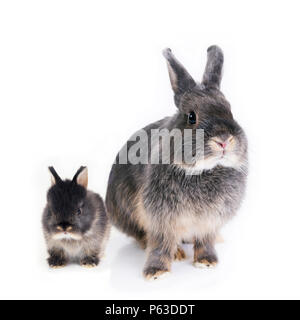 Two rabbits, mother and child, standing side by side on white background. Stock Photo