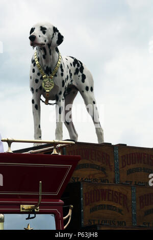Brewer, the Budweiser Clydesdale Dalmatian stands atop the Budweiser wagon as the horses prepare for their performance during the 2016 MCAS Cherry Point Air Show – “Celebrating 75 Years” at Marine Corps Air Station Cherry Point, N.C., May 1, 2016.  The Budweiser Clydesdales, a hitch of horses derived from farms in Clydesdale, Scotland, serve as ambassadors for the Anheuser-Busch Brewing Company.The Dalmatian breed has long been associated with the horses and valued for their speed, endurance and dependable nature. This year’s air show celebrated MCAS Cherry Point and 2nd Marine Aircraft Wing’s