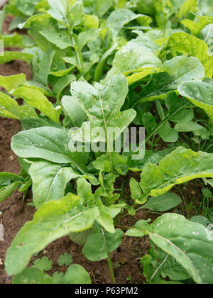 Arugula plants with flea beetle damage Stock Photo