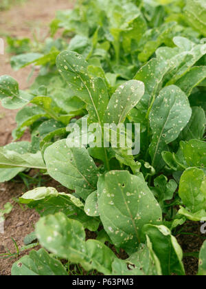 Arugula plants with flea beetle damage Stock Photo