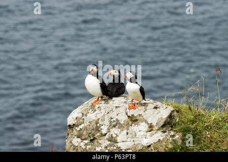 Atlantic Puffins nesting on Lunga - Treshnish Isles (Inner Hebrides, Scotland) Stock Photo