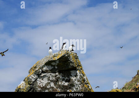 Razorbill (Alca torda) nesting on Lunga - Treshnish Isles (Inner Hebrides, Scotland) Stock Photo