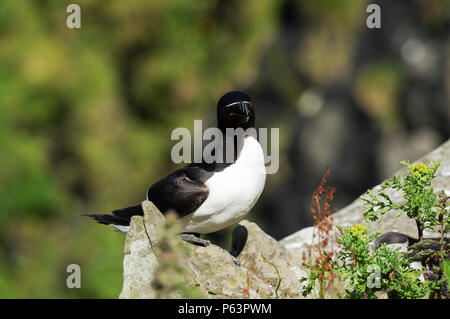 Razorbill (Alca torda) nesting on Lunga - Treshnish Isles (Inner Hebrides, Scotland) Stock Photo
