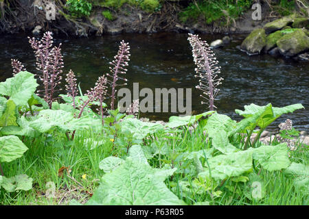 Common Butterbur Plants (Petasites Hybridus) on the Riverbank of Colne Water, Laneshaw Bridge, Colne, Lancashire, England, UK Stock Photo