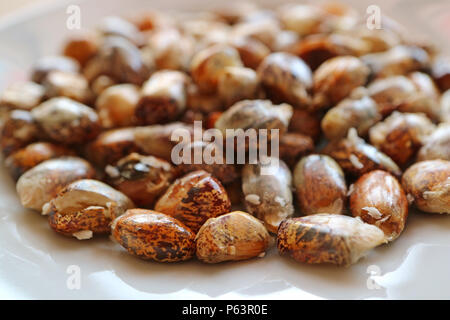 Close-up of Cancha, Andean toasted Chulpe corn or Maiz Chulpe, the Peruvian tasty corn snack Stock Photo
