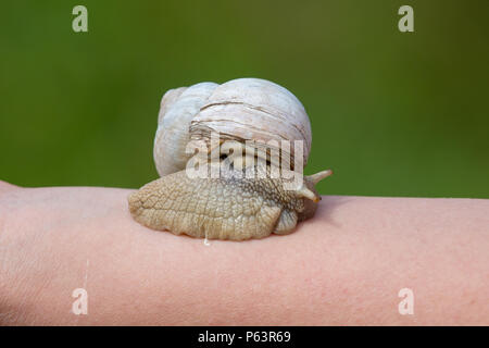Snail slime skin treatment on the arm of a woman. Stock Photo
