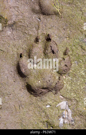 Animal tracking from prints: A clear dog footprint in the mud. Stock Photo