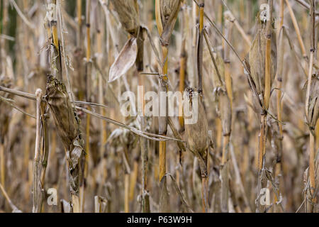 Dead dried corn plants in a field that has suffered long drought-stricken periods. Stock Photo