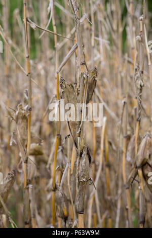 Dead dried corn plants in a field that has suffered long drought-stricken periods. Stock Photo