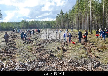 Volunteers spread across a field to plant trees during a tree planting ceremony in Kuusalu, Estonia, April 22, 2016. (Photo by U.S. Army Staff Sgt. Steven M. Colvin/Released) Stock Photo