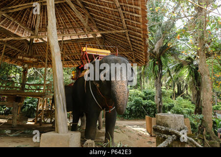 Domesticated and tied sad elephant standing with saddle. Stock Photo