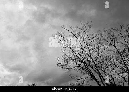 Dead Tree Moody Sky and Birds Stock Photo